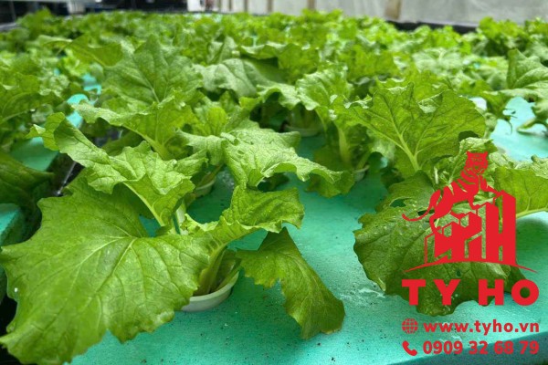 Xốp XPS cách nhiệt – “vật liệu thần thánh” cho ngôi nhà thông minh